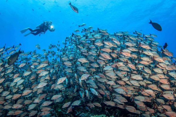 Friendly atmosphere in Rangiroa© Bernard Beaussier