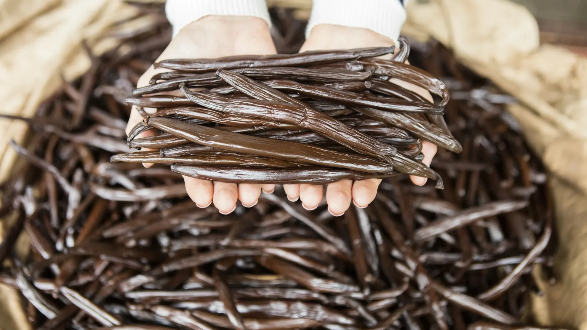 Taha'a vanilla © Gregoire Le Bacon