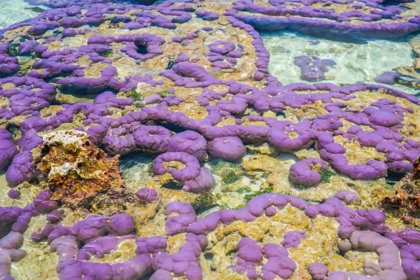 Corals in the Tuamotus © Lei Tao