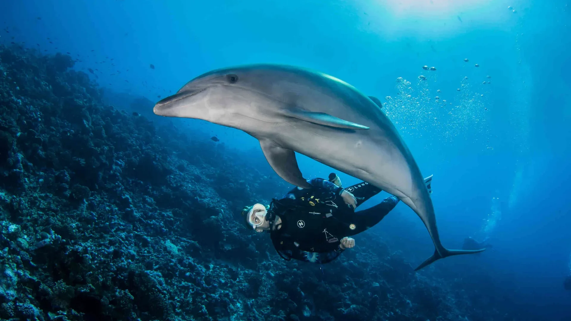 Diving with a dolphin© Bernard Beaussier