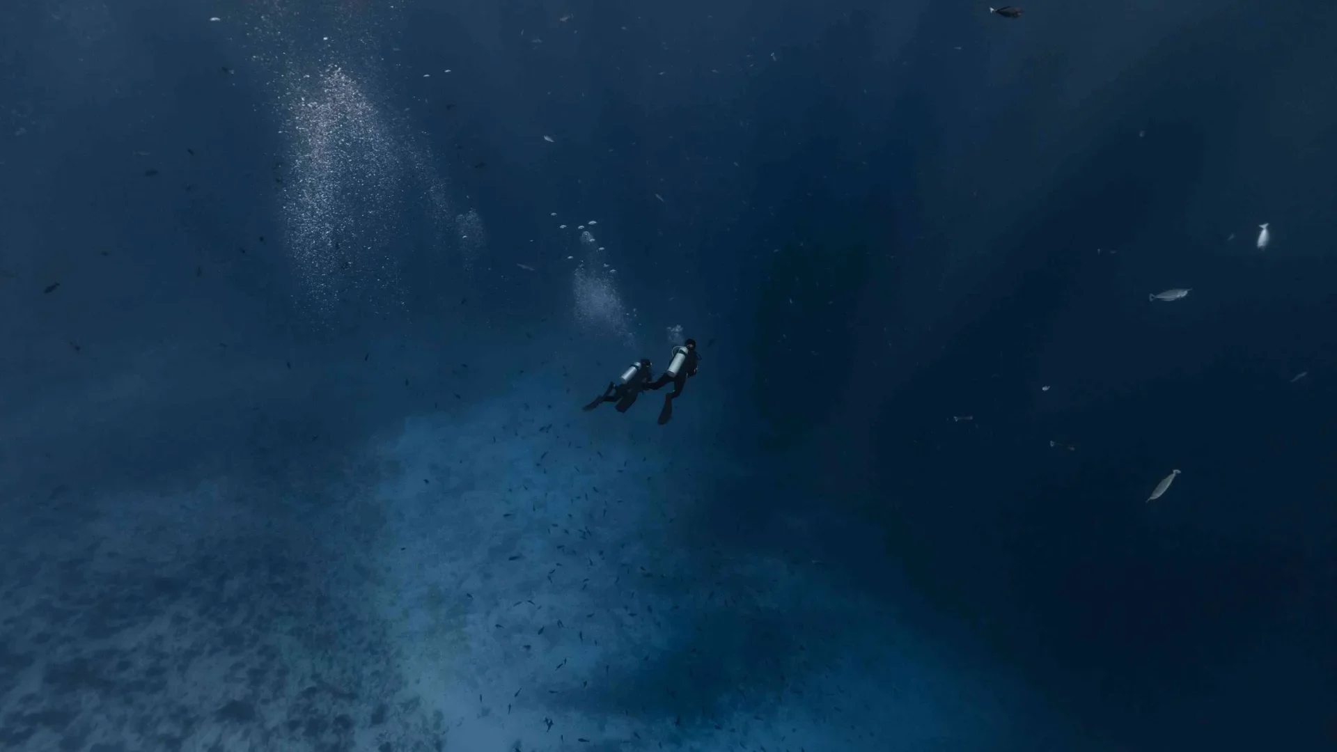 A diving session in The Islands of Tahiti © Alexandre Voyer