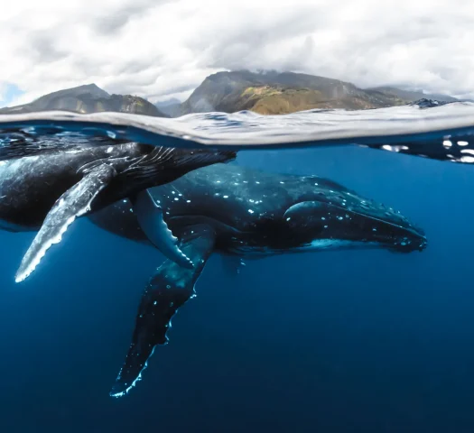 A whale and her calf in The Islands of Tahiti © Frédérique Legrand