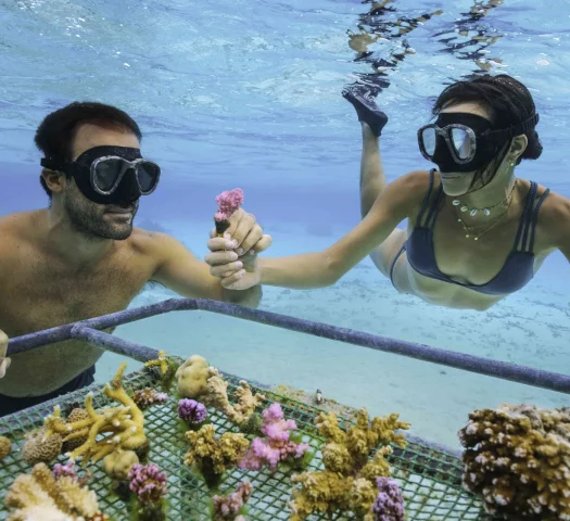 Planting a coral_© Myles McGuinness