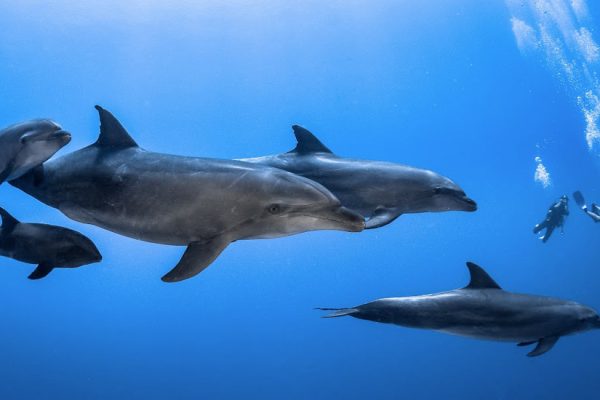Dolphins in the Tiputa in Rangiroa © Greg Le Coeur