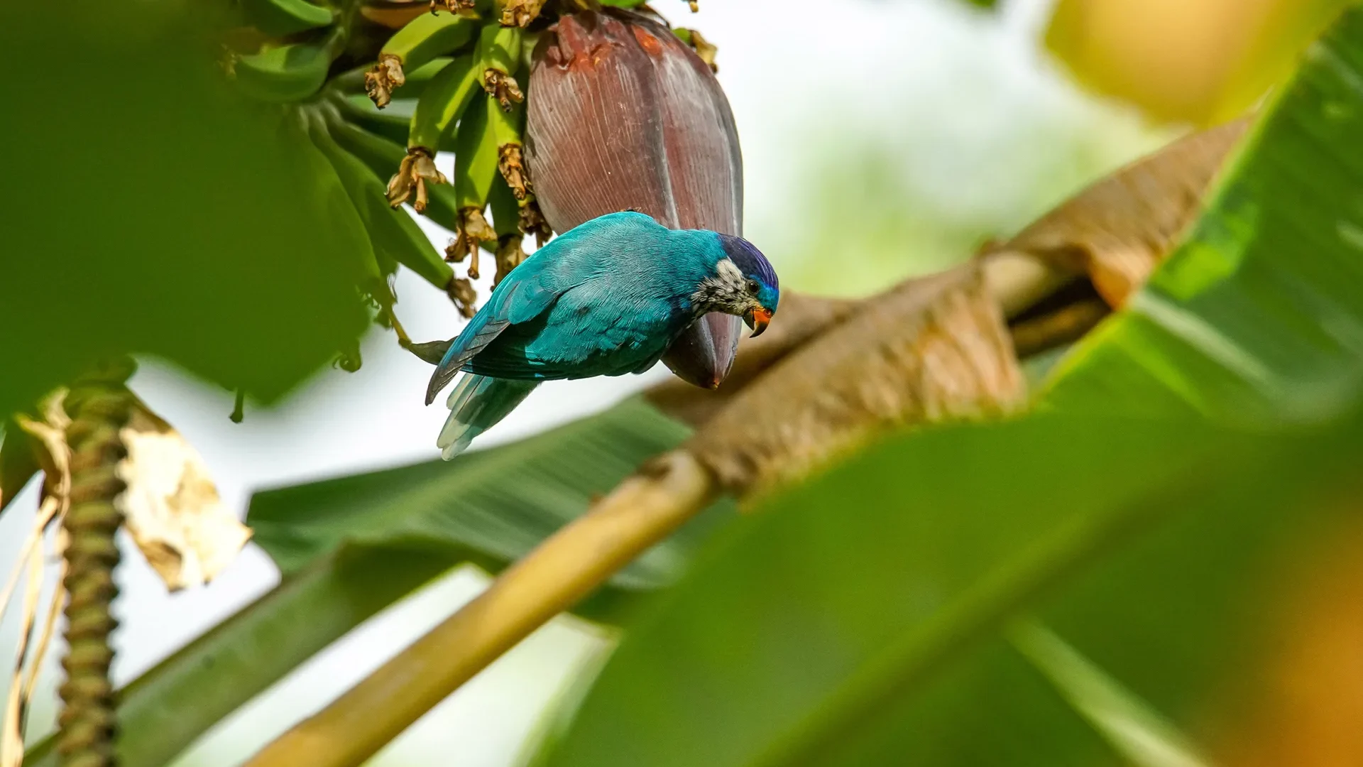 The pihiti, parakeet of Ua Huka © Tuhei Adams / Vik'ura