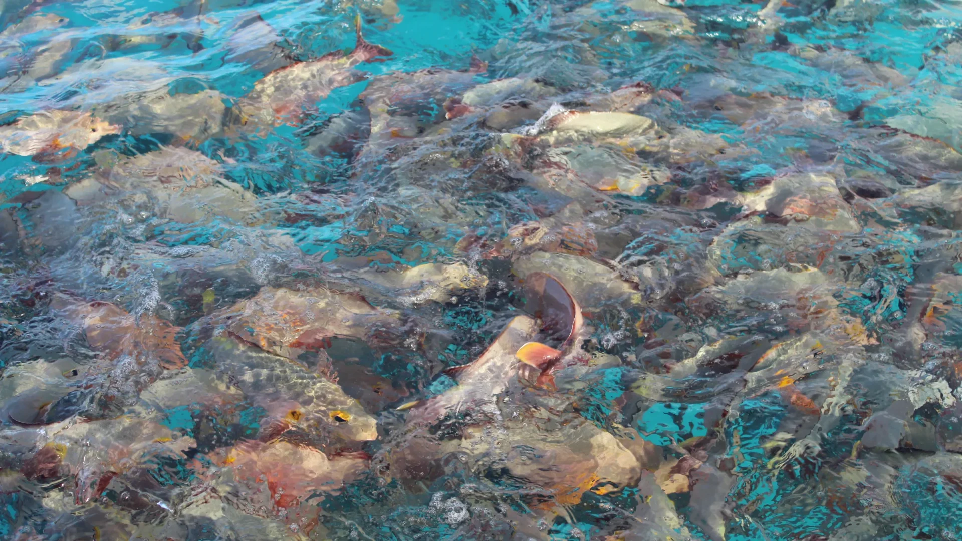 School of fish at Rangiroa ©Ranihei Teariki