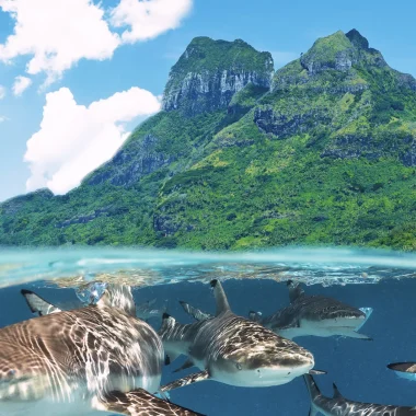 Snorkeling with sharks in Bora Bora